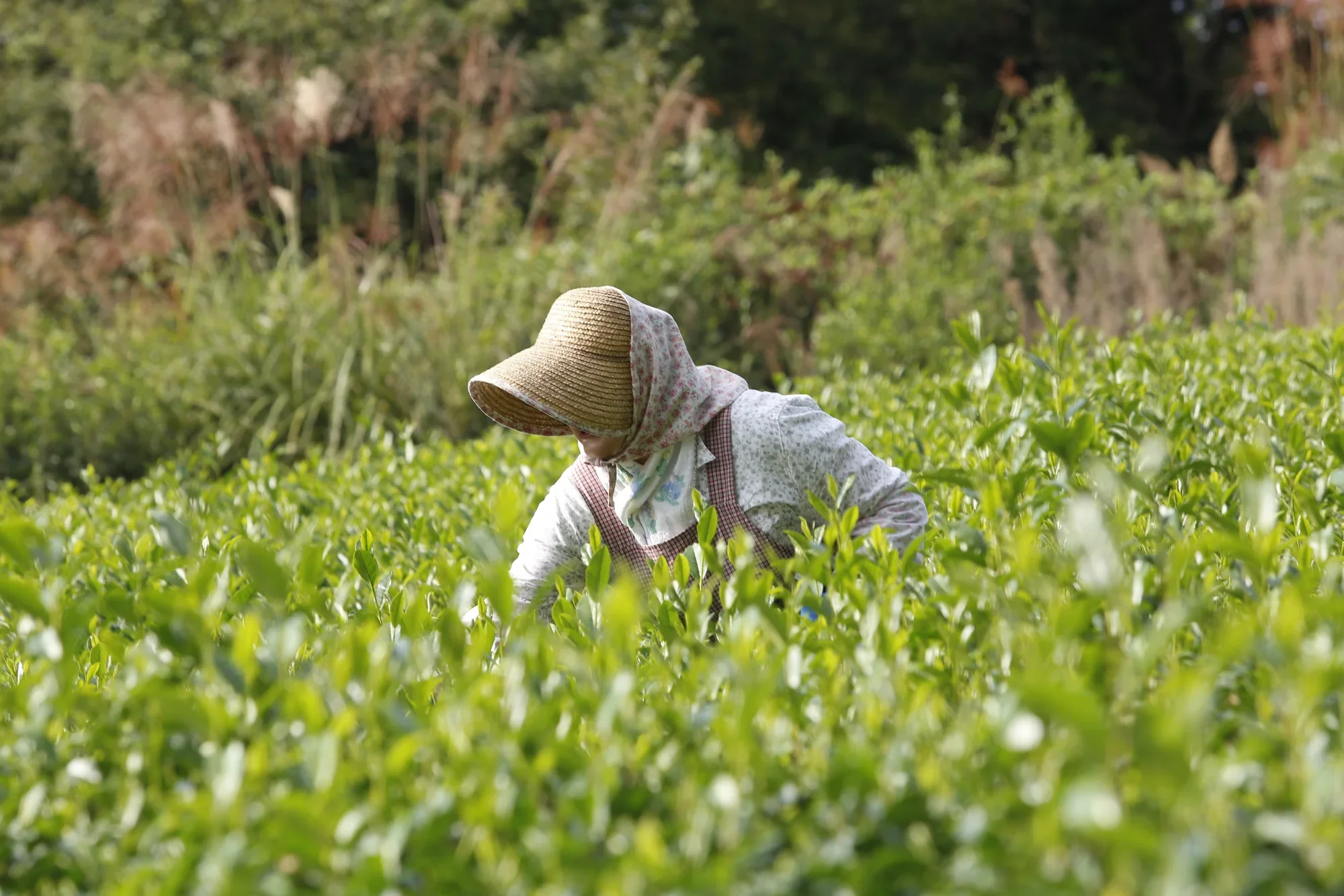 Miniature 5
